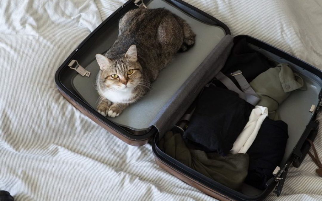 Come viaggiare in tranquillità con il proprio gatto