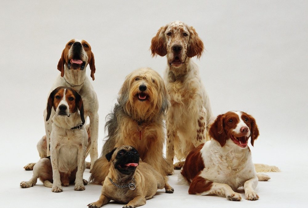 Ma che razza di cane è?